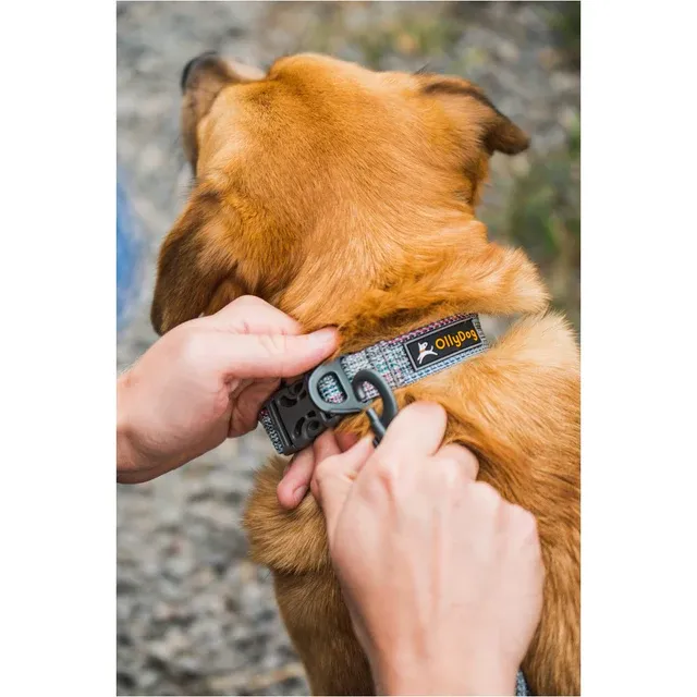 Olly Dog Rescue Collar