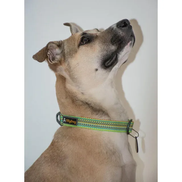 Olly Dog Rescue Collar