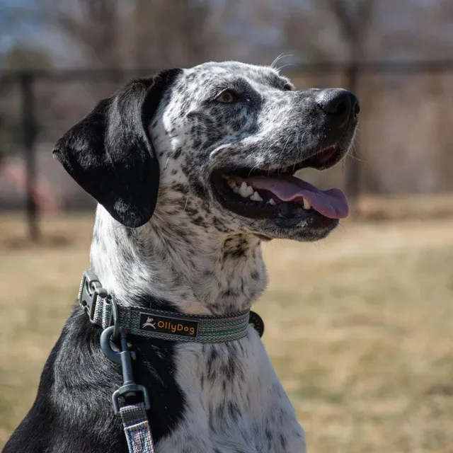 Olly Dog Rescue Collar